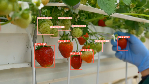 Strawberry Detection &&nbsp;Classification